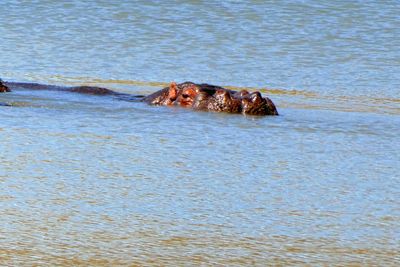 Hippo at Aquila Game Reserve in South Africa.JPG