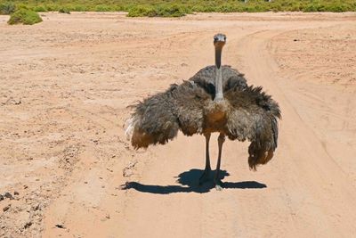 Female Ostrich showing off in Aquila Game Reserve, South Africa.JPG