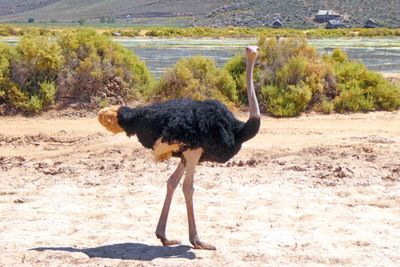 Male Ostrich at Aquila Game Reserve, South Africa.JPG