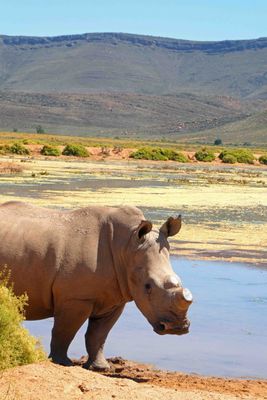 Aquila Game Reserve removes Rhino horns to discourage poachers from killing them for their horns.JPG