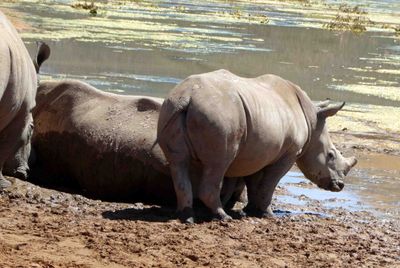 Young Rhino at Aquila Game reserve--horns will grow back in a few years.JPG