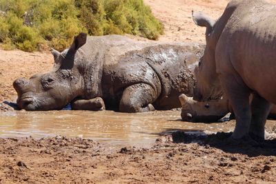 Rhino taking a mud bath to protect his sensitive skin.JPG