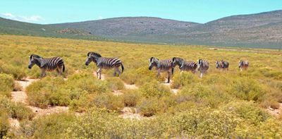 A dazzle of zebras in Aquila Game Reserve.JPG