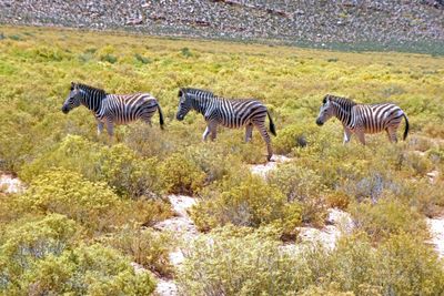 Zebras at Aquila Game Ranch.JPG