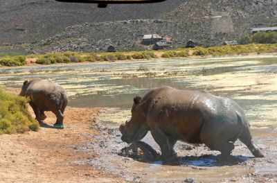 Rhinos leaving watering hole in Aquila Game Reserve.JPG