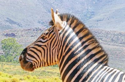 Zebra stripes look black, but are really a very dark brown.JPG