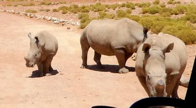 Very young Rhino with two adults in Aquila Game Reserve.JPG