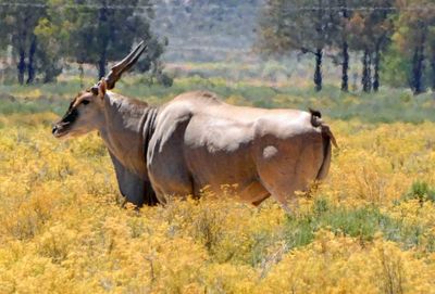 An adult male Eland can weigh up to 2,000 pounds.JPG