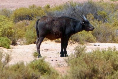 Young Cape Buffalo calf in Aquila Game Reserve.JPG