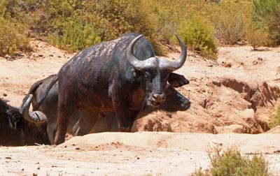 Cape Buffalo coming out of a Wadi in Aquila Game Reserve.JPG