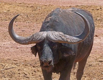 Cape Buffalo is considered dangerous as they are known to ambush and attack humans.JPG