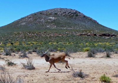 Eland in full gallop at Aquila Game Rserve.JPG