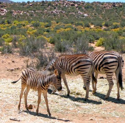 Young Zebra at Aquila Game Reserve.JPG