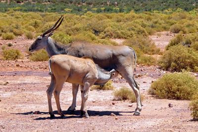 Lunch time for a young Eland in Aquila Game Reserve.JPG