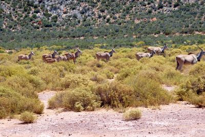 Eland herd in Aquila Game Reserve.JPG