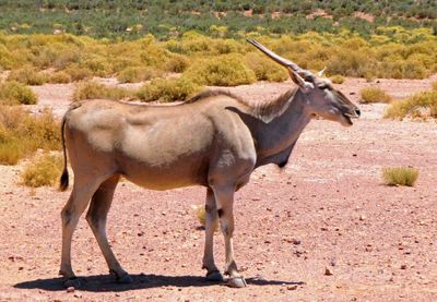Laughing Eland in Aquila Game Reserve.JPG