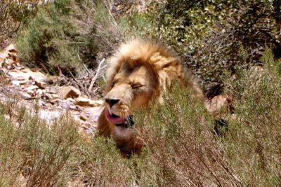 Male lion at Aquila Game Reserve.JPG
