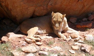 Lioness in Aquila Game Reserve.JPG