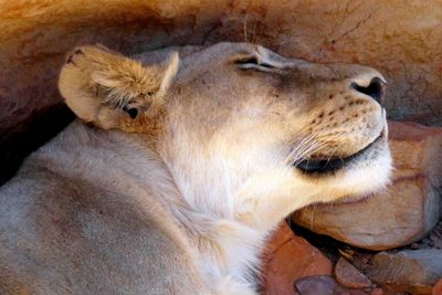Lioness napping in Aquila Game Reserve.JPG