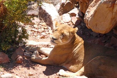 Another lioness in Aquila Game Reserve.JPG