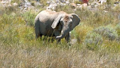 Female Elephant in Aquila Game Reserve.JPG