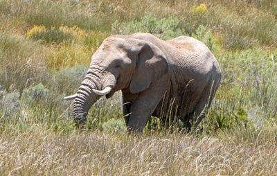 Male (Bull) Elephant in Aquila Game Reserve.JPG