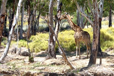 Giraffe in Aquila Game Reserve.JPG