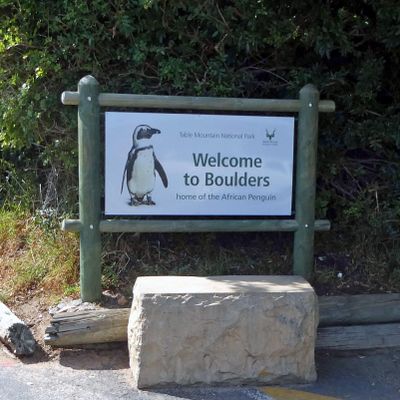 Boulders Beach is home to about 3,000 African Penguins.JPG