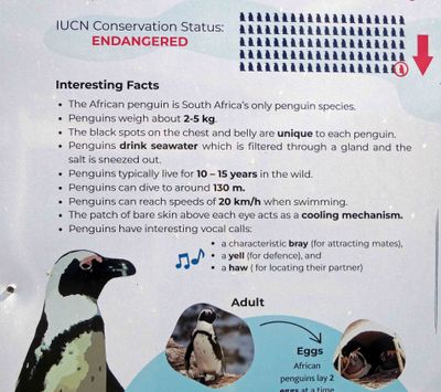 Facts about African Penguins.JPG