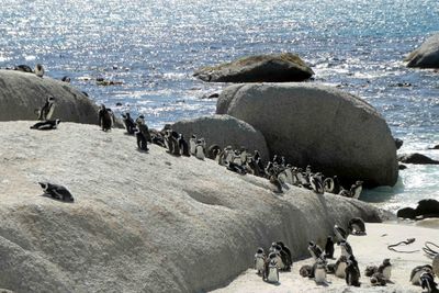 Boulders Beach is a sheltered beach made up of inlets between granite boulders.JPG