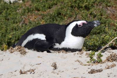 African Penguins are related to Galapagos, Humbolt, and Magellanic Penguins.JPG