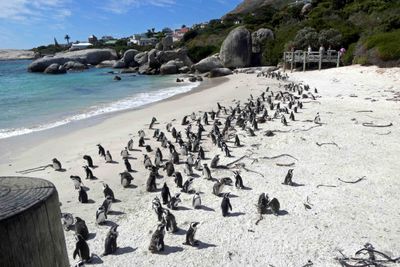 Over 3,000 pengiuns on Boulders Beach came from two breeding pairs in 1982.JPG
