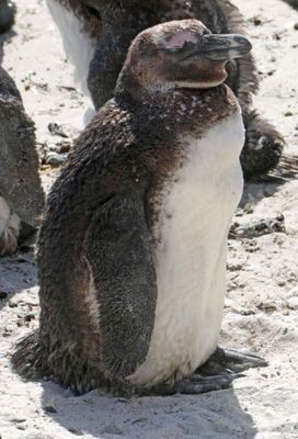 Juvenile African Penguins don't have the black & white features of adults.JPG