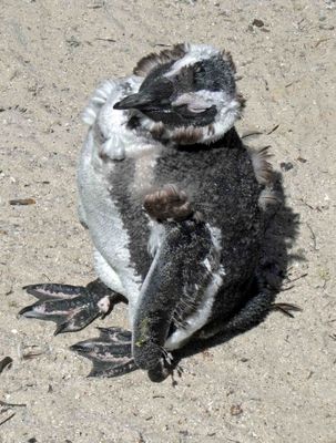 Juvenile African Penguin moulting to its adult plumage.JPG