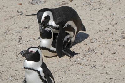 African Penguin Mating Ritual.JPG