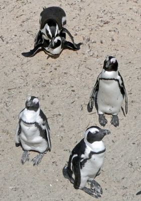 African Penguins ignoring the mating ritual behind them.JPG