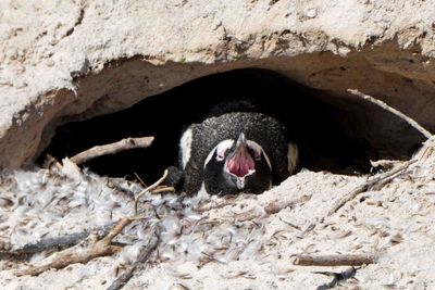 African Penguin in its burrow.JPG