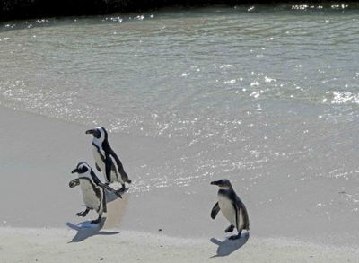 Two adults and one juveline African Penuin after a swim.JPG