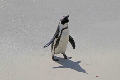 Just coming back from a swim.JPG