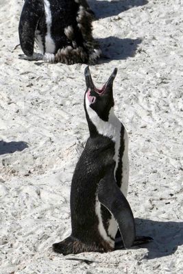 African Penguins are also known as Jackass Penguins because of the donkey-like sound they make.JPG