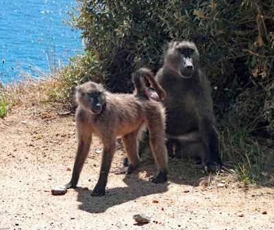 Baboons on the road to the Cape of Good Hope.JPG