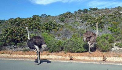 Ostrich family at Cape Point Nature Reserve, South Africa.JPG