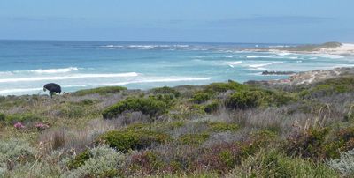 Male Ostrich beside the Atlantic Ocean, South Africa.jpg