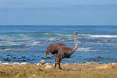 Female Ostrich beside the Atlantic Ocean, South Africa.JPG