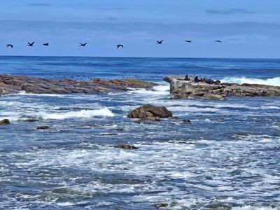 Seals and Seabirds at the Cape of Good Hope, South Africa.jpg