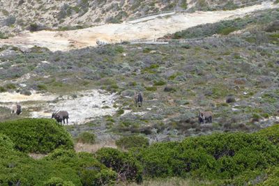 Elan herd living on Cape Point Nature Reserve, South Africa.JPG