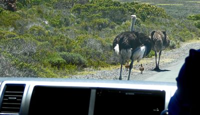 Waiting for Ostrich family to clear the road in Cape Point Nature Reserve.JPG