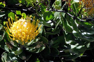 Wart-stemmed Pincushion in Cape Point Nature Reserve.JPG