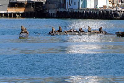 Sea Lions in Houts Bay, South Africa.JPG