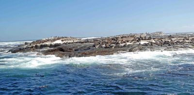 Duiker Island in South Africa is home to over 70,000 Cape Fur Seals.JPG